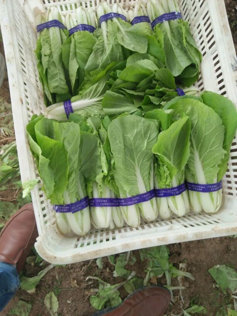 快菜15~20cm
