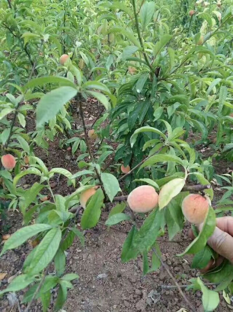 嫁接桃苗，晚24号桃树苗，基地直销，品种纯正
