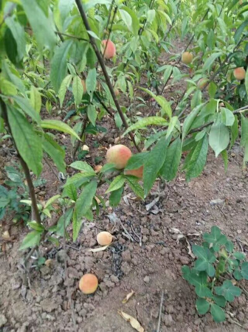 嫁接桃苗，晚24号桃树苗，基地直销，品种纯正