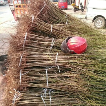 毛桃树苗，四川毛桃苗，简阳毛桃苗基地直销，桃树苗批发