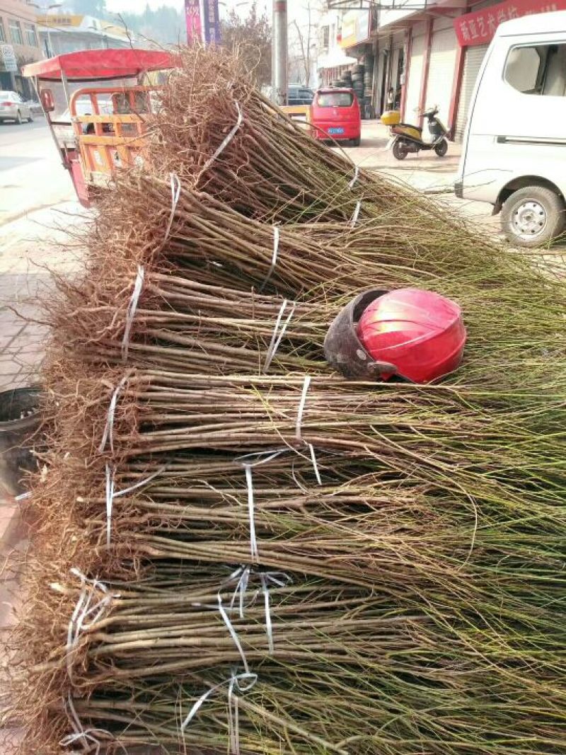 毛桃树苗，四川毛桃苗，简阳毛桃苗基地直销，桃树苗批发