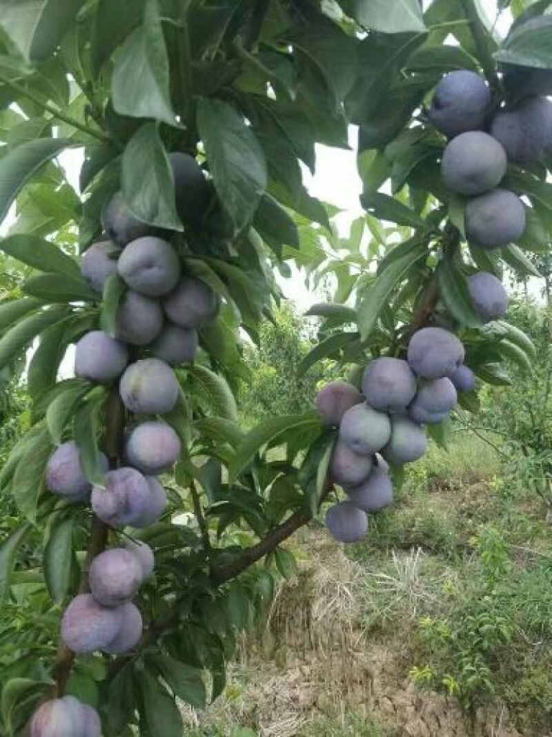 五月脆李子苗，风凰李子苗，早熟李子苗，提供该品种