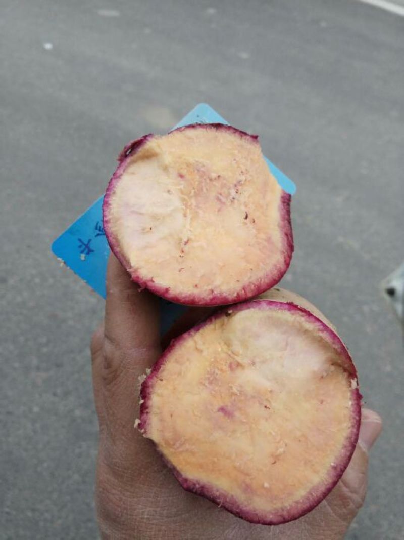 花心紫薯苗15~25cm