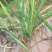 茭白种苗