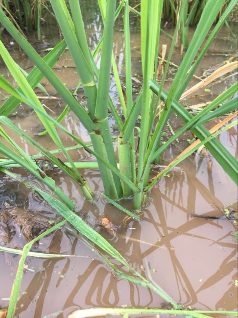 茭白种苗