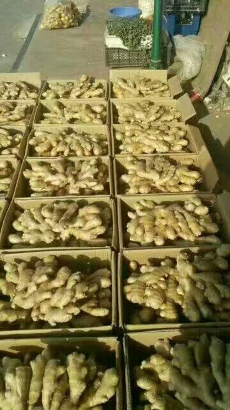 【河北大黄姜】产地直销，优质生姜货源充足，全国物流发货