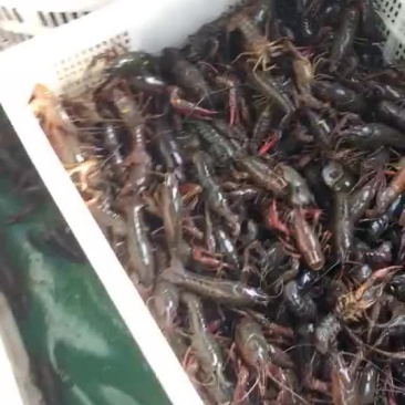 克氏原螯虾小龙虾主养3-5钱（15-25克）食用活虾