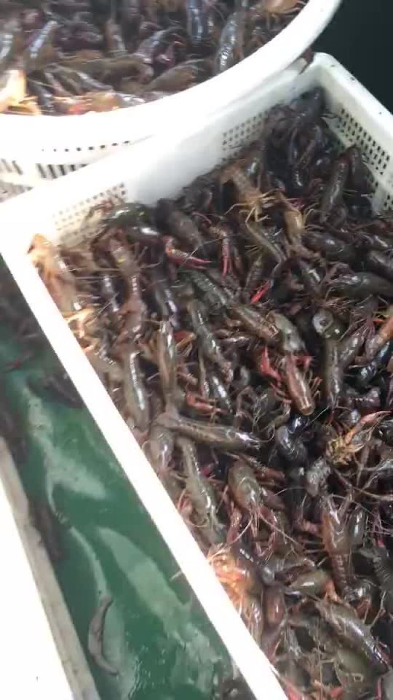 克氏原螯虾小龙虾主养3-5钱（15-25克）食用活虾