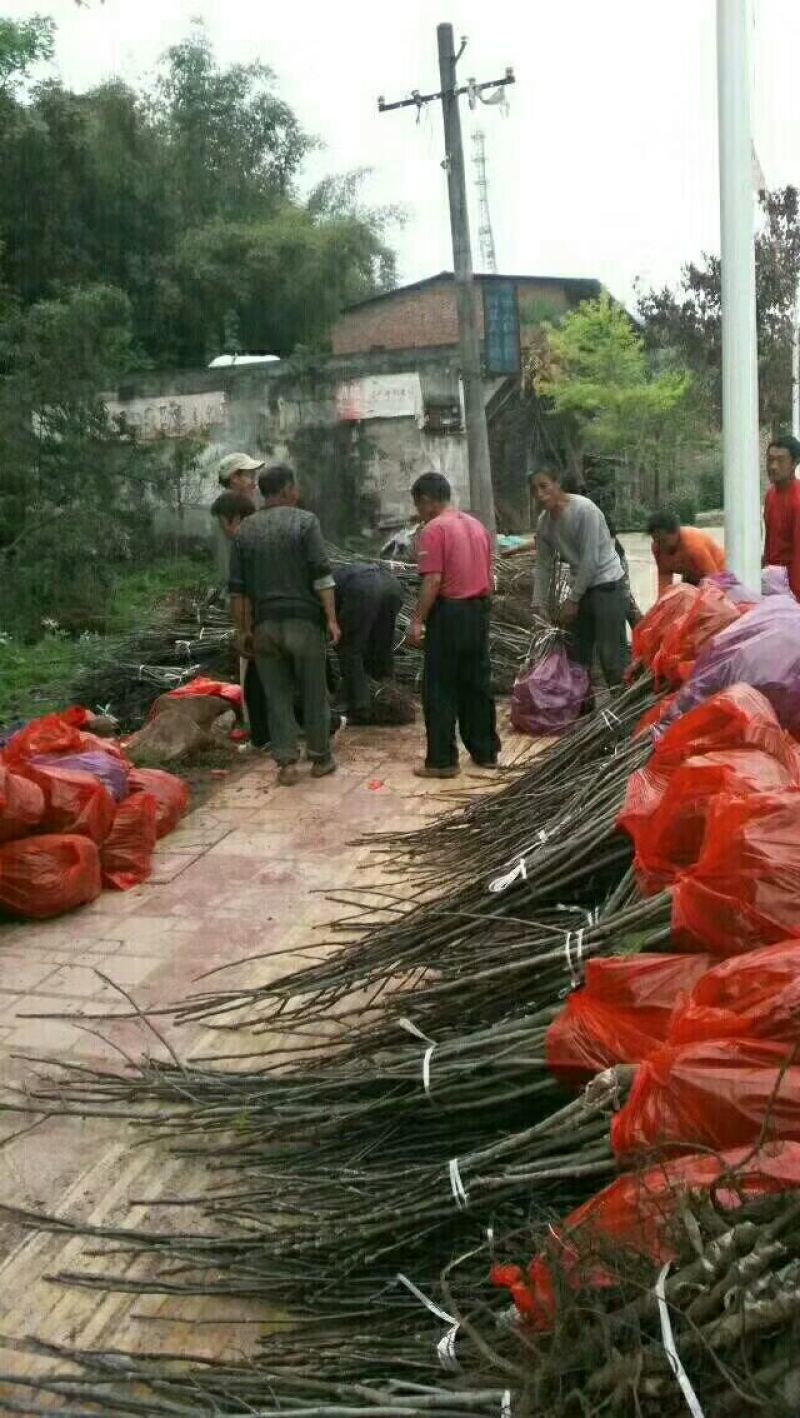 香玲核桃苗。嫁接核桃苗，核桃苗批发，基地直销，品种纯正。
