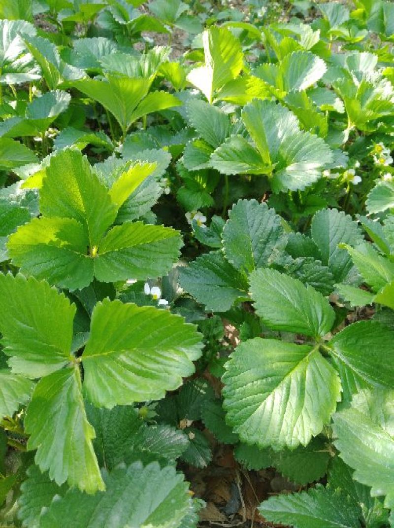 草莓苗20~30cm