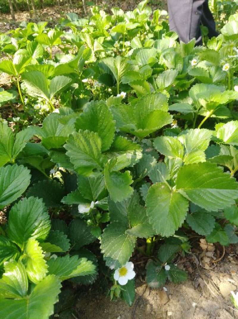 草莓苗20~30cm