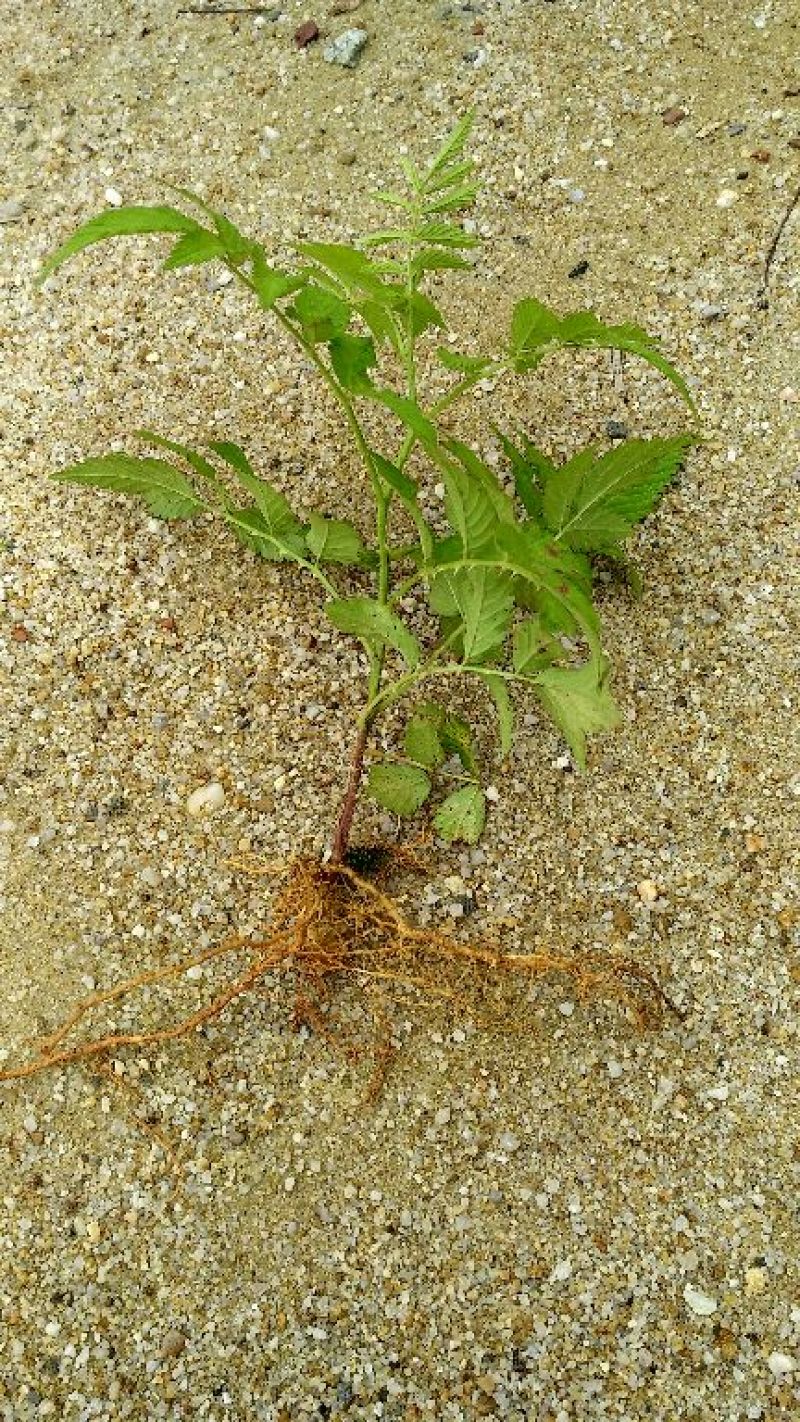 树莓苗10cm以下