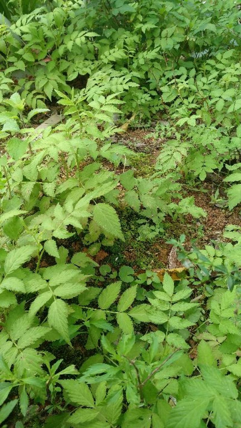 树莓苗10cm以下