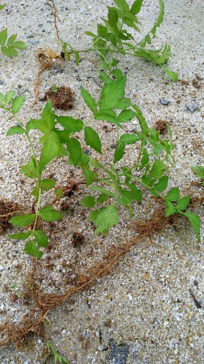 树莓苗10cm以下