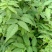 树莓苗10cm以下