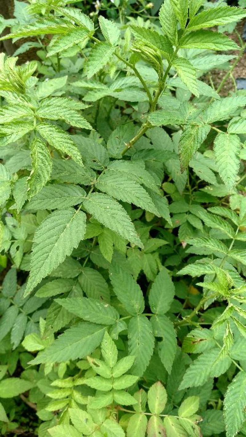 树莓苗10cm以下