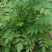 树莓苗10cm以下