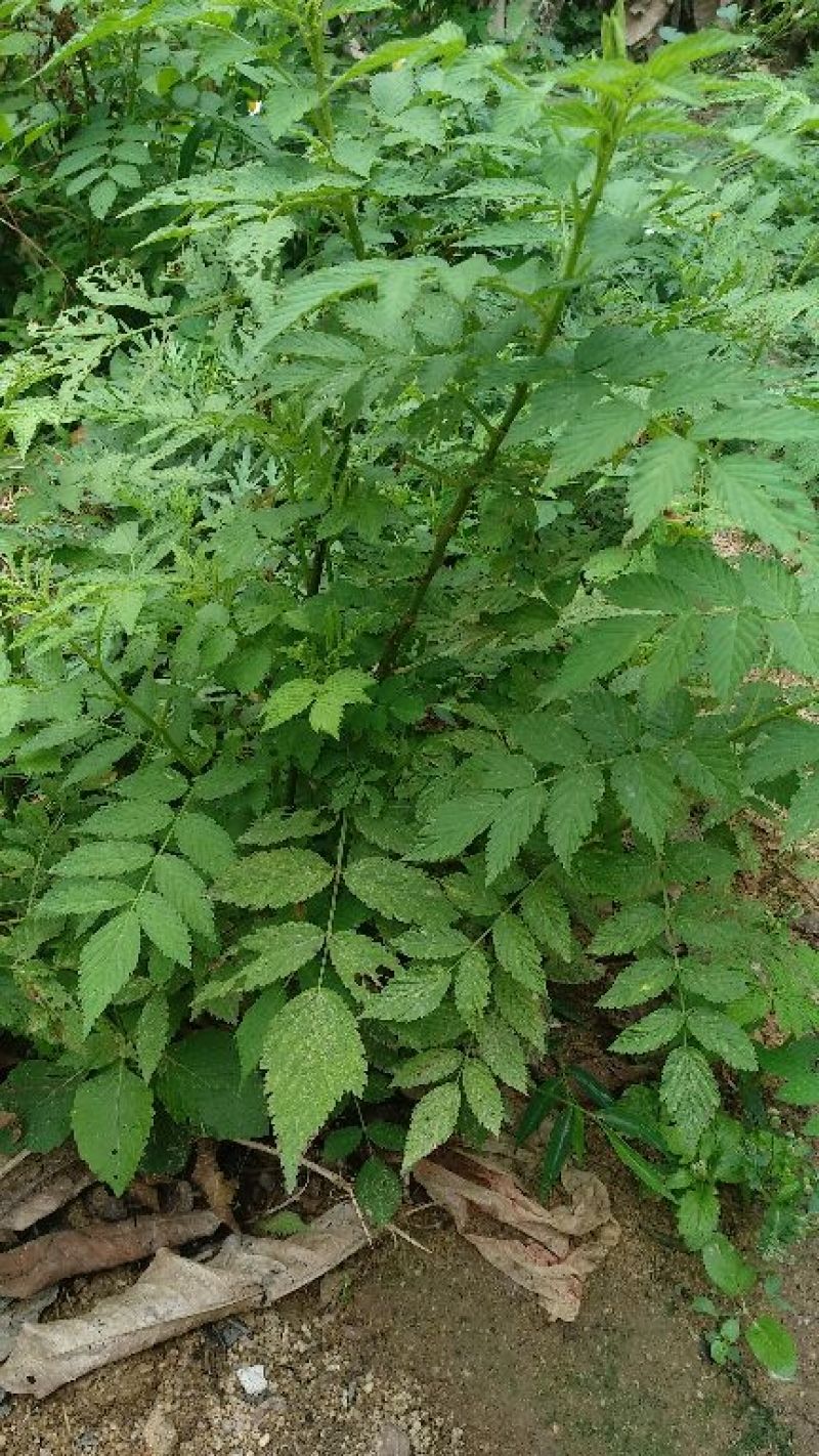 树莓苗10cm以下