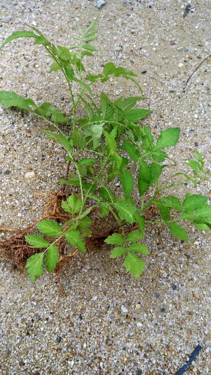 树莓苗10cm以下