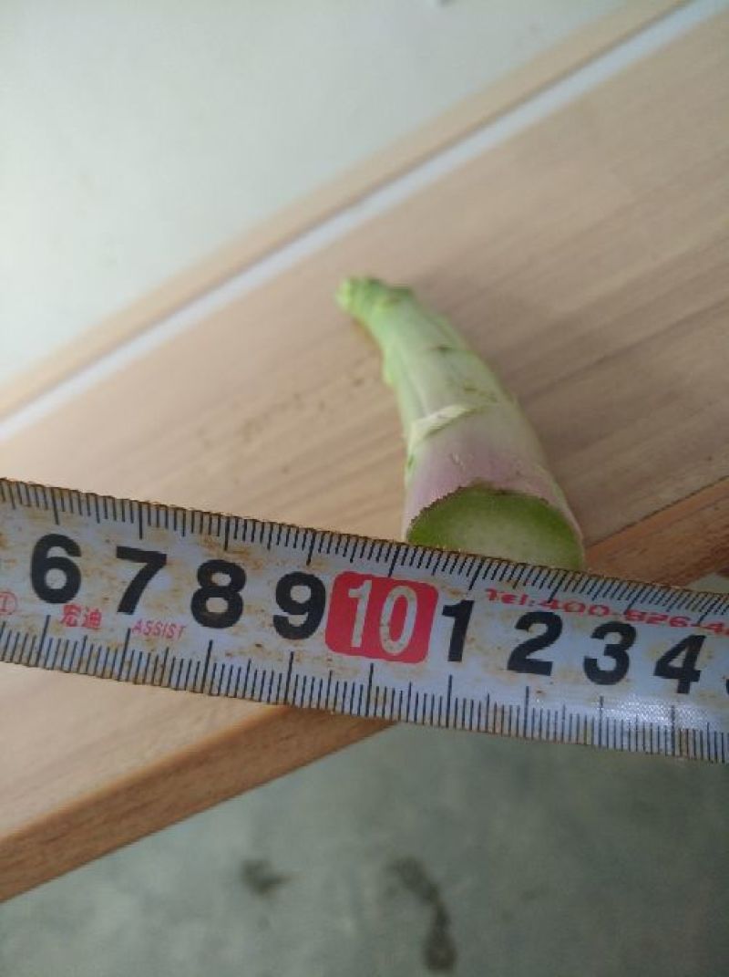 芦笋7毫米以上