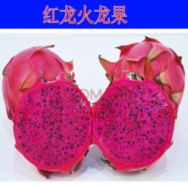 红心火龙果苗80~110cm种苗