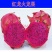 红心火龙果苗80~110cm种苗