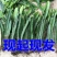 红心火龙果苗80~110cm种苗