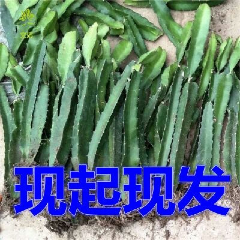 红心火龙果苗80~110cm种苗