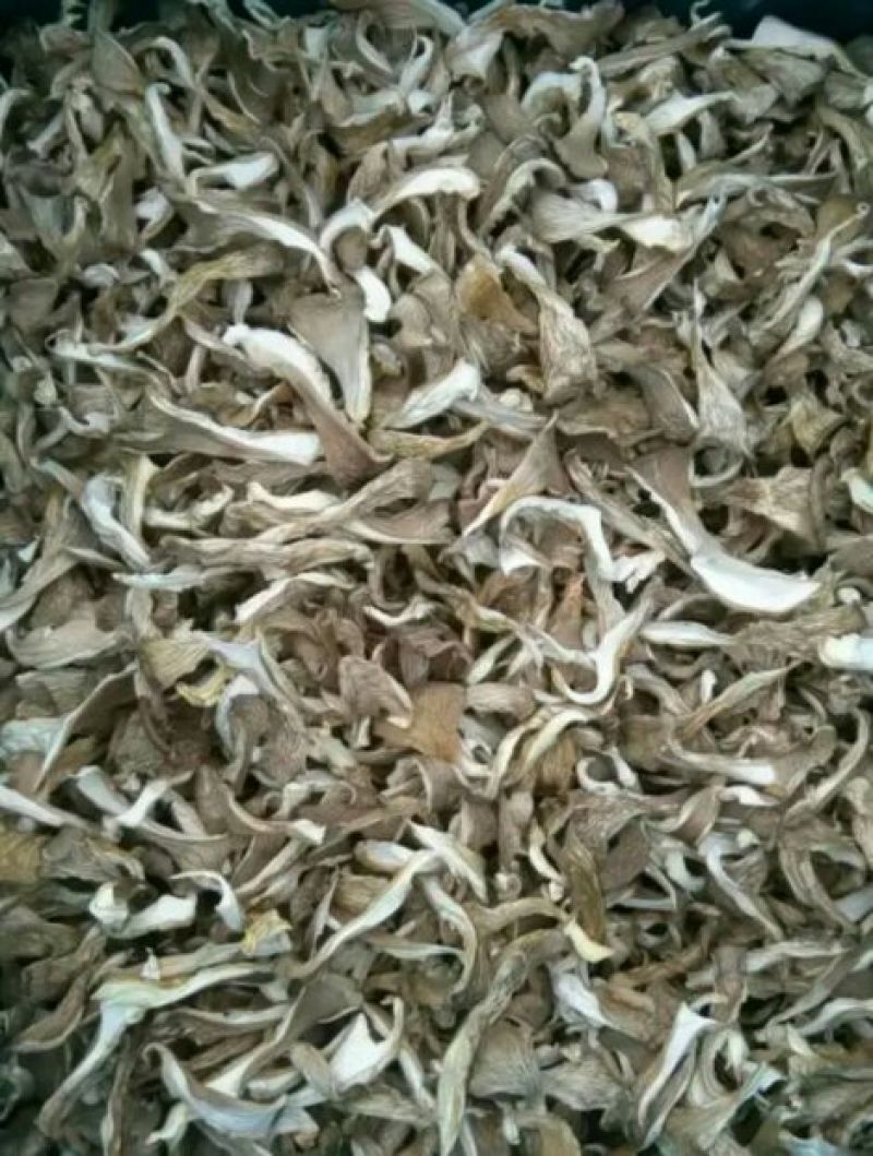 干平菇厚3~5cm浅灰色