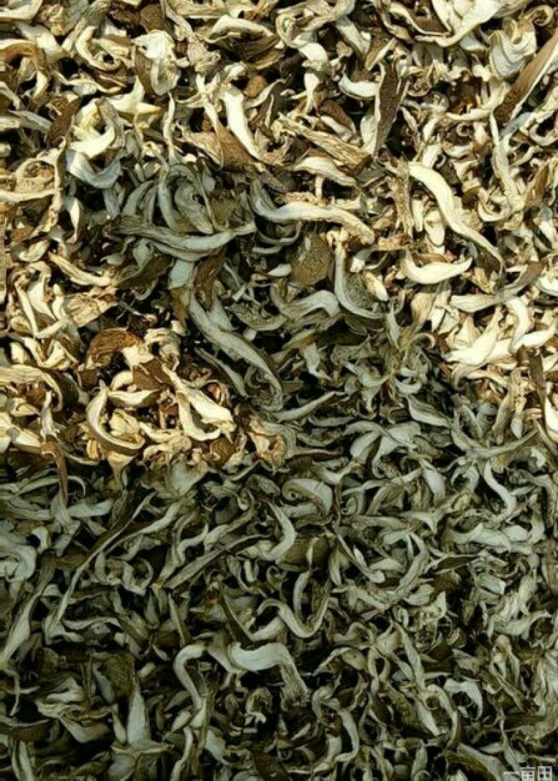 干平菇厚3~5cm浅灰色