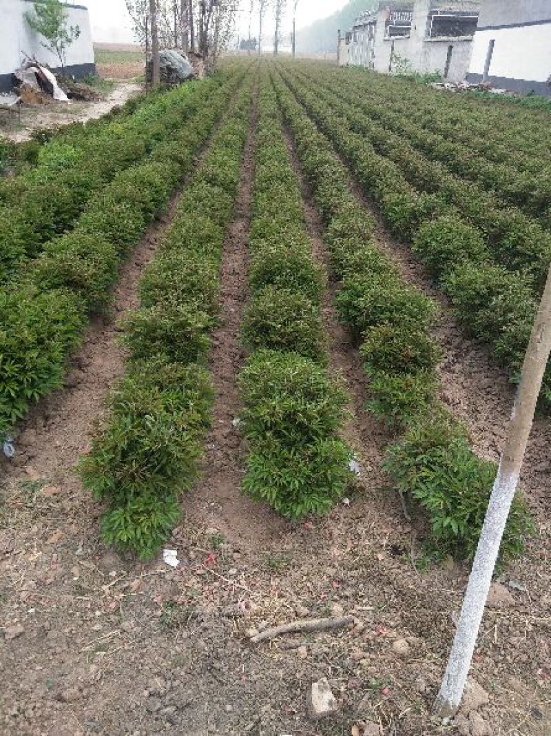 白芍种苗白芍芽头白芍芽可以观赏绿化，成活率高
