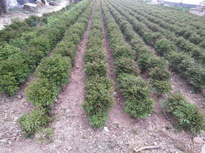 白芍种苗白芍芽头白芍芽可以观赏绿化，成活率高