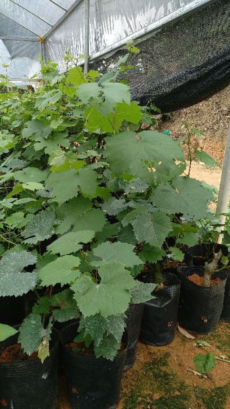 夏黑葡萄苗1年30~50cm