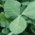 正宗金花菜产地直发方便快捷