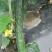刺黄瓜18~22公分鲜花带刺