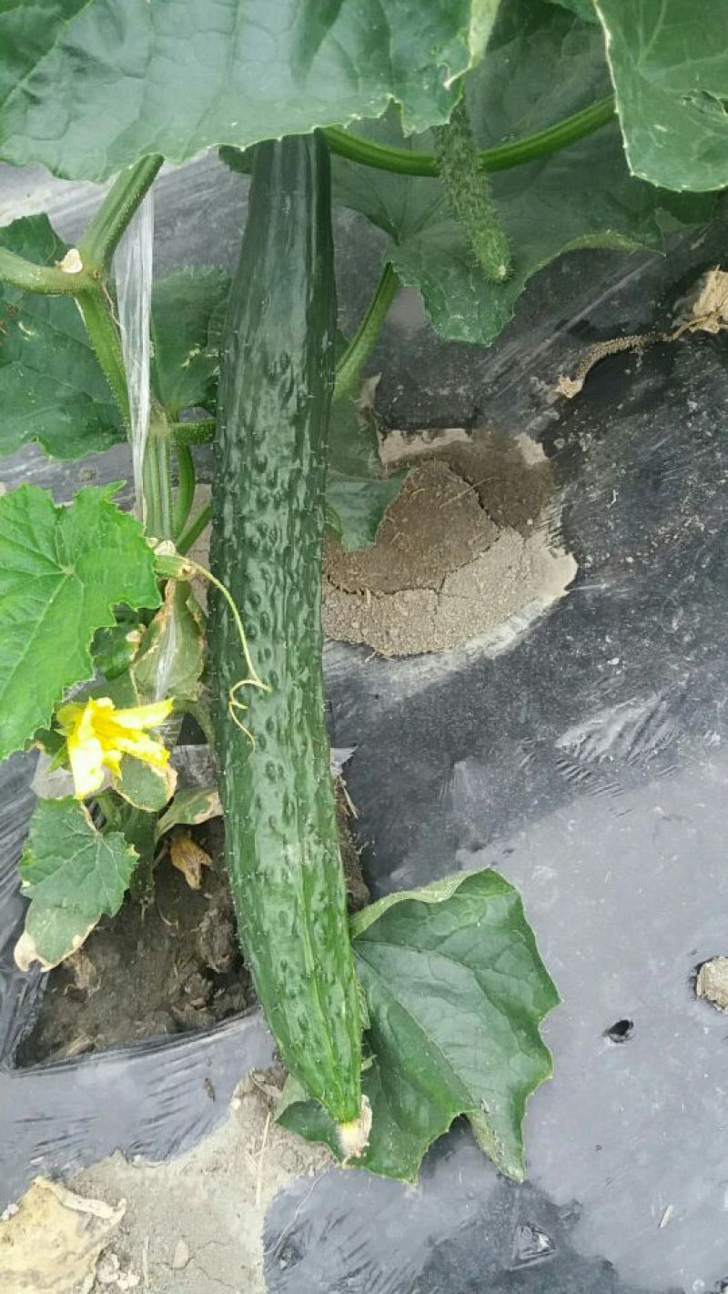 刺黄瓜18~22公分鲜花带刺