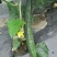 刺黄瓜18~22公分鲜花带刺