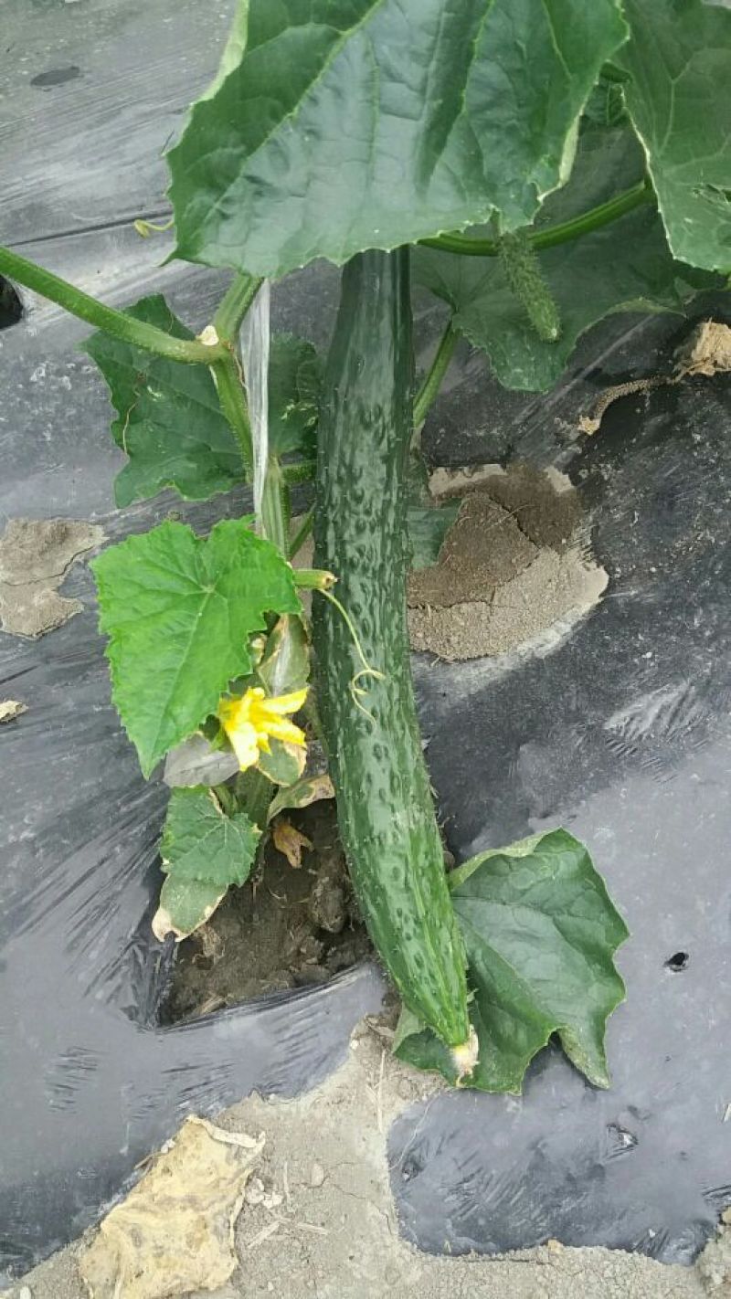 刺黄瓜18~22公分鲜花带刺