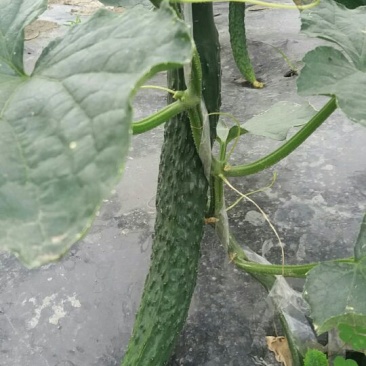 刺黄瓜18~22公分鲜花带刺