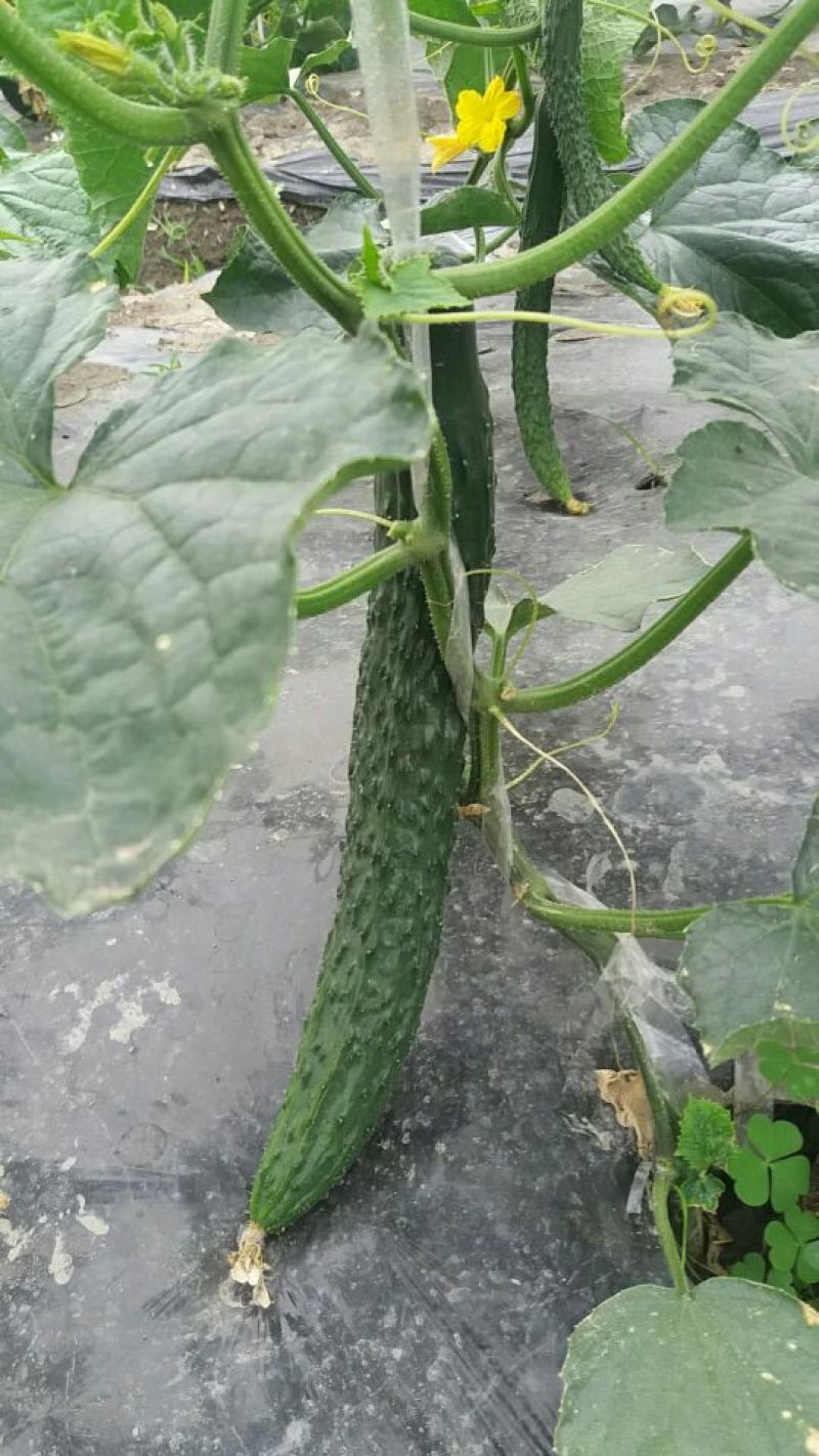 刺黄瓜18~22公分鲜花带刺