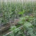 刺黄瓜18~22公分鲜花带刺
