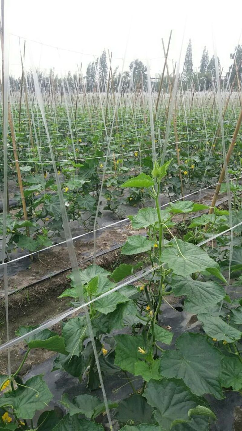 刺黄瓜18~22公分鲜花带刺
