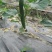 刺黄瓜18~22公分鲜花带刺