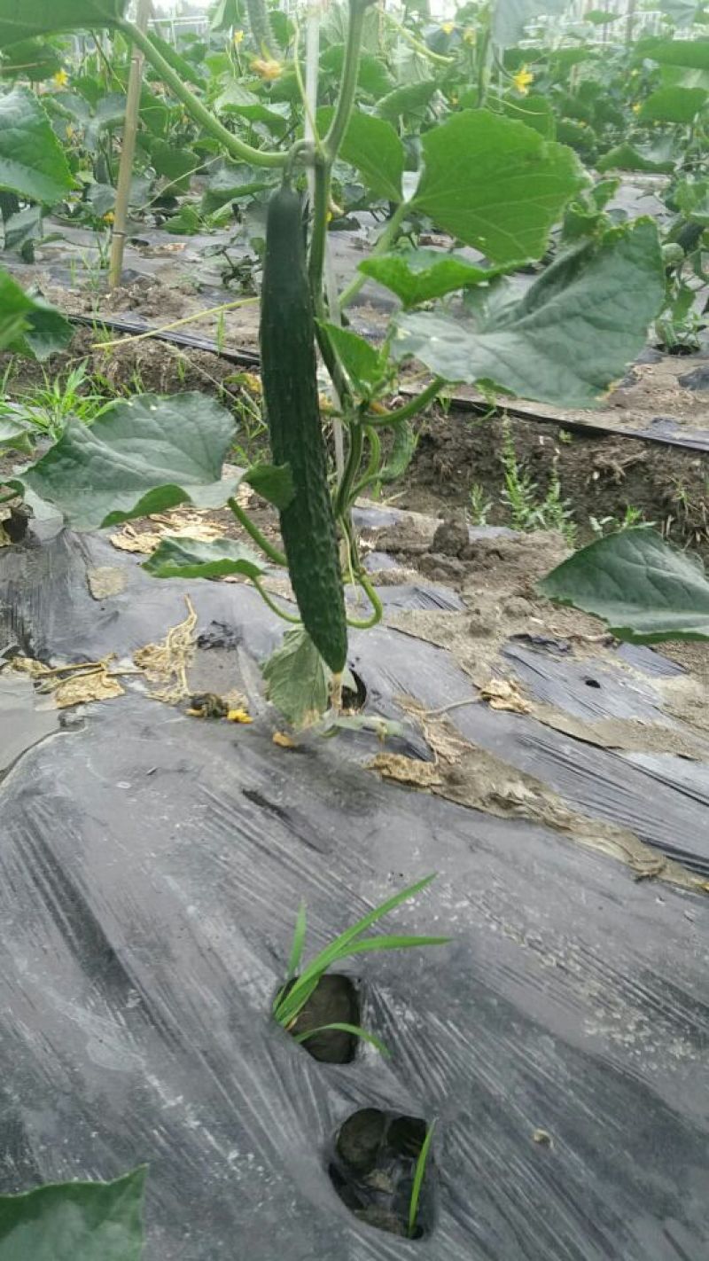 刺黄瓜18~22公分鲜花带刺