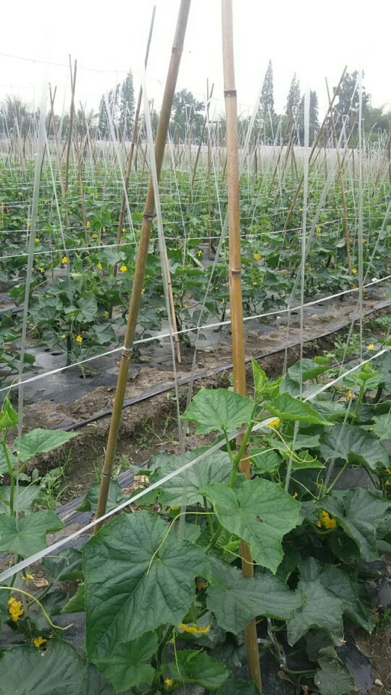 刺黄瓜18~22公分鲜花带刺