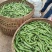 蚕豆优等品日本天蚕豆青豆福豆青豆基地直发