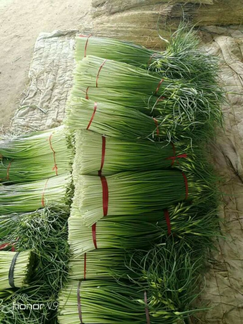 金乡红毛蒜薹精品50~60cm
