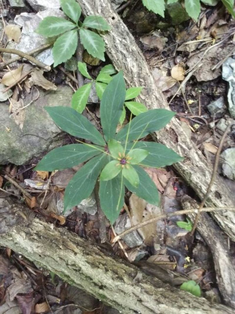 重楼七叶一枝花纯野生可视频采摘