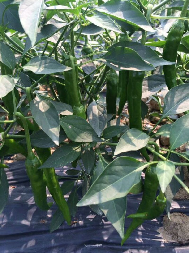 青秀辣椒10~15厘米中辣青