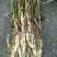 芦苇30~40cm